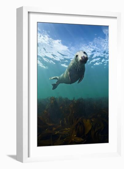 Grey Seal (Halichoerus Grypus) Portrait Underwater, Farne Islands, Northumberland, England, UK-Alex Mustard-Framed Photographic Print