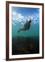 Grey Seal (Halichoerus Grypus) Portrait Underwater, Farne Islands, Northumberland, England, UK-Alex Mustard-Framed Photographic Print