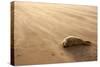 Grey Seal (Halichoerus Grypus) Pup Resting on Beach, Donna Nook, Lincolnshire, England, UK-Danny Green-Stretched Canvas