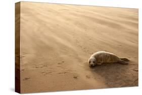 Grey Seal (Halichoerus Grypus) Pup Resting on Beach, Donna Nook, Lincolnshire, England, UK-Danny Green-Stretched Canvas