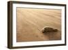 Grey Seal (Halichoerus Grypus) Pup Resting on Beach, Donna Nook, Lincolnshire, England, UK-Danny Green-Framed Photographic Print