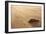 Grey Seal (Halichoerus Grypus) Pup Resting on Beach, Donna Nook, Lincolnshire, England, UK-Danny Green-Framed Photographic Print