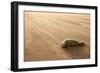 Grey Seal (Halichoerus Grypus) Pup Resting on Beach, Donna Nook, Lincolnshire, England, UK-Danny Green-Framed Photographic Print