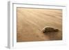 Grey Seal (Halichoerus Grypus) Pup Resting on Beach, Donna Nook, Lincolnshire, England, UK-Danny Green-Framed Photographic Print