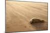 Grey Seal (Halichoerus Grypus) Pup Resting on Beach, Donna Nook, Lincolnshire, England, UK-Danny Green-Mounted Photographic Print