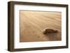 Grey Seal (Halichoerus Grypus) Pup Resting on Beach, Donna Nook, Lincolnshire, England, UK-Danny Green-Framed Photographic Print