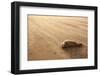 Grey Seal (Halichoerus Grypus) Pup Resting on Beach, Donna Nook, Lincolnshire, England, UK-Danny Green-Framed Photographic Print