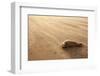 Grey Seal (Halichoerus Grypus) Pup Resting on Beach, Donna Nook, Lincolnshire, England, UK-Danny Green-Framed Photographic Print