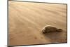 Grey Seal (Halichoerus Grypus) Pup Resting on Beach, Donna Nook, Lincolnshire, England, UK-Danny Green-Mounted Photographic Print