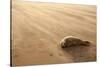 Grey Seal (Halichoerus Grypus) Pup Resting on Beach, Donna Nook, Lincolnshire, England, UK-Danny Green-Stretched Canvas