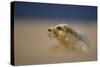 Grey Seal (Halichoerus Grypus) Pup Resting on Sand Bank During Sandstorm, Lincolnshire, UK-Danny Green-Stretched Canvas
