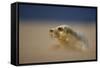 Grey Seal (Halichoerus Grypus) Pup Resting on Sand Bank During Sandstorm, Lincolnshire, UK-Danny Green-Framed Stretched Canvas