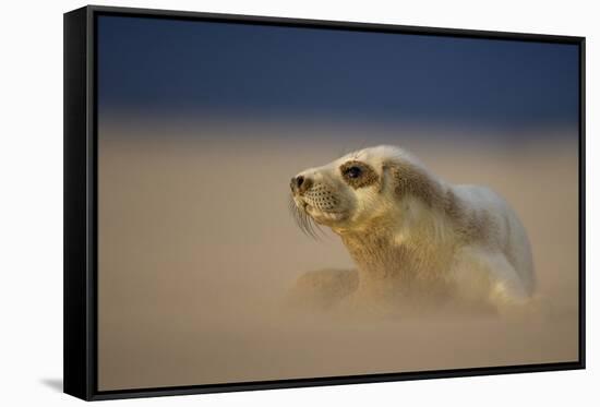 Grey Seal (Halichoerus Grypus) Pup Resting on Sand Bank During Sandstorm, Lincolnshire, UK-Danny Green-Framed Stretched Canvas