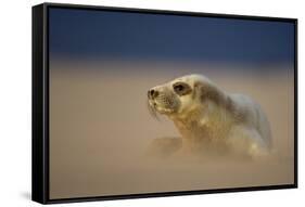 Grey Seal (Halichoerus Grypus) Pup Resting on Sand Bank During Sandstorm, Lincolnshire, UK-Danny Green-Framed Stretched Canvas