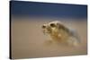 Grey Seal (Halichoerus Grypus) Pup Resting on Sand Bank During Sandstorm, Lincolnshire, UK-Danny Green-Stretched Canvas