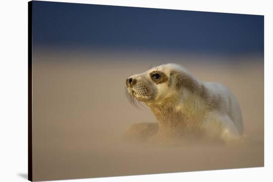 Grey Seal (Halichoerus Grypus) Pup Resting on Sand Bank During Sandstorm, Lincolnshire, UK-Danny Green-Stretched Canvas