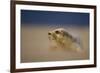 Grey Seal (Halichoerus Grypus) Pup Resting on Sand Bank During Sandstorm, Lincolnshire, UK-Danny Green-Framed Photographic Print