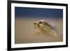 Grey Seal (Halichoerus Grypus) Pup Resting on Sand Bank During Sandstorm, Lincolnshire, UK-Danny Green-Framed Photographic Print