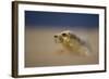 Grey Seal (Halichoerus Grypus) Pup Resting on Sand Bank During Sandstorm, Lincolnshire, UK-Danny Green-Framed Photographic Print