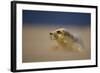 Grey Seal (Halichoerus Grypus) Pup Resting on Sand Bank During Sandstorm, Lincolnshire, UK-Danny Green-Framed Photographic Print