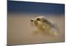 Grey Seal (Halichoerus Grypus) Pup Resting on Sand Bank During Sandstorm, Lincolnshire, UK-Danny Green-Mounted Photographic Print