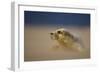 Grey Seal (Halichoerus Grypus) Pup Resting on Sand Bank During Sandstorm, Lincolnshire, UK-Danny Green-Framed Photographic Print