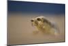 Grey Seal (Halichoerus Grypus) Pup Resting on Sand Bank During Sandstorm, Lincolnshire, UK-Danny Green-Mounted Photographic Print