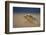 Grey Seal (Halichoerus Grypus) Pup Resting on Sand Bank During Sandstorm, Lincolnshire, UK-Danny Green-Framed Photographic Print