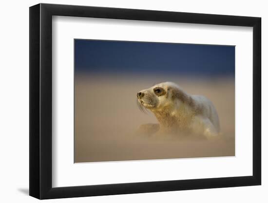 Grey Seal (Halichoerus Grypus) Pup Resting on Sand Bank During Sandstorm, Lincolnshire, UK-Danny Green-Framed Photographic Print