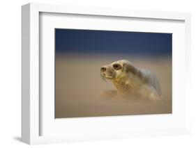 Grey Seal (Halichoerus Grypus) Pup Resting on Sand Bank During Sandstorm, Lincolnshire, UK-Danny Green-Framed Photographic Print