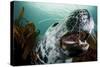 Grey Seal (Halichoerus Grypus) Shows its Teeth, Lundy Island, Bristol Channel, England-Alex Mustard-Stretched Canvas