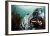 Grey Seal (Halichoerus Grypus) Shows its Teeth, Lundy Island, Bristol Channel, England-Alex Mustard-Framed Photographic Print