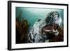 Grey Seal (Halichoerus Grypus) Shows its Teeth, Lundy Island, Bristol Channel, England-Alex Mustard-Framed Photographic Print