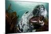 Grey Seal (Halichoerus Grypus) Shows its Teeth, Lundy Island, Bristol Channel, England-Alex Mustard-Mounted Photographic Print