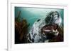 Grey Seal (Halichoerus Grypus) Shows its Teeth, Lundy Island, Bristol Channel, England-Alex Mustard-Framed Photographic Print