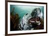 Grey Seal (Halichoerus Grypus) Shows its Teeth, Lundy Island, Bristol Channel, England-Alex Mustard-Framed Photographic Print