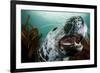 Grey Seal (Halichoerus Grypus) Shows its Teeth, Lundy Island, Bristol Channel, England-Alex Mustard-Framed Photographic Print