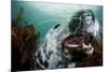 Grey Seal (Halichoerus Grypus) Shows its Teeth, Lundy Island, Bristol Channel, England-Alex Mustard-Mounted Photographic Print