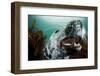 Grey Seal (Halichoerus Grypus) Shows its Teeth, Lundy Island, Bristol Channel, England-Alex Mustard-Framed Photographic Print