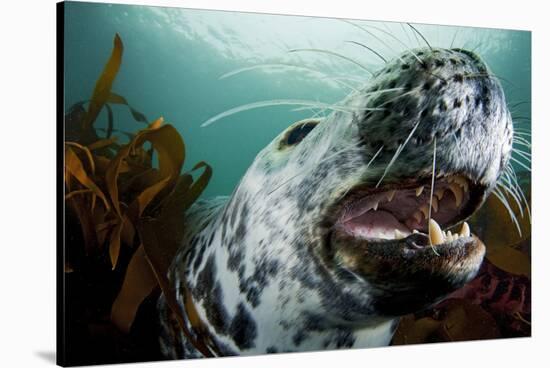 Grey Seal (Halichoerus Grypus) Shows its Teeth, Lundy Island, Bristol Channel, England-Alex Mustard-Stretched Canvas