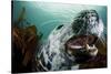 Grey Seal (Halichoerus Grypus) Shows its Teeth, Lundy Island, Bristol Channel, England-Alex Mustard-Stretched Canvas