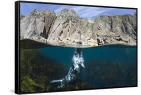 Grey Seal (Halichoerus Grypus) Surfacing Beneath Cliffs, Lundy Island, Devon, UK, June-Alex Mustard-Framed Stretched Canvas