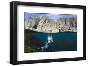 Grey Seal (Halichoerus Grypus) Surfacing Beneath Cliffs, Lundy Island, Devon, UK, June-Alex Mustard-Framed Photographic Print