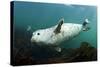 Grey Seal (Halichoerus Grypus) Swimming Amongst Kelp, Farne Islands, Northumberland, England, UK-Alex Mustard-Stretched Canvas