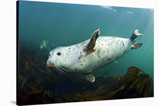 Grey Seal (Halichoerus Grypus) Swimming Amongst Kelp, Farne Islands, Northumberland, England, UK-Alex Mustard-Stretched Canvas