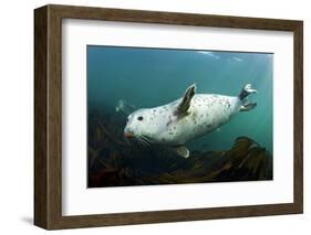 Grey Seal (Halichoerus Grypus) Swimming Amongst Kelp, Farne Islands, Northumberland, England, UK-Alex Mustard-Framed Photographic Print