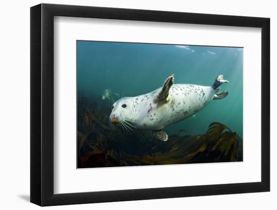 Grey Seal (Halichoerus Grypus) Swimming Amongst Kelp, Farne Islands, Northumberland, England, UK-Alex Mustard-Framed Photographic Print