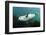 Grey Seal (Halichoerus Grypus) Swimming Amongst Kelp, Farne Islands, Northumberland, England, UK-Alex Mustard-Framed Photographic Print