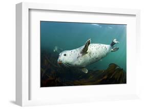 Grey Seal (Halichoerus Grypus) Swimming Amongst Kelp, Farne Islands, Northumberland, England, UK-Alex Mustard-Framed Photographic Print