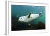 Grey Seal (Halichoerus Grypus) Swimming Amongst Kelp, Farne Islands, Northumberland, England, UK-Alex Mustard-Framed Photographic Print